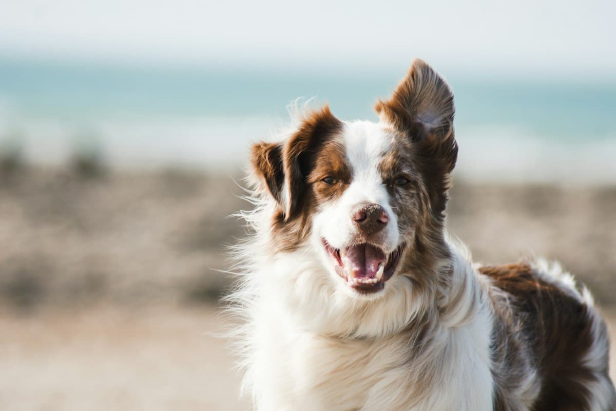 A happy, fluffy dog smiling outdoors