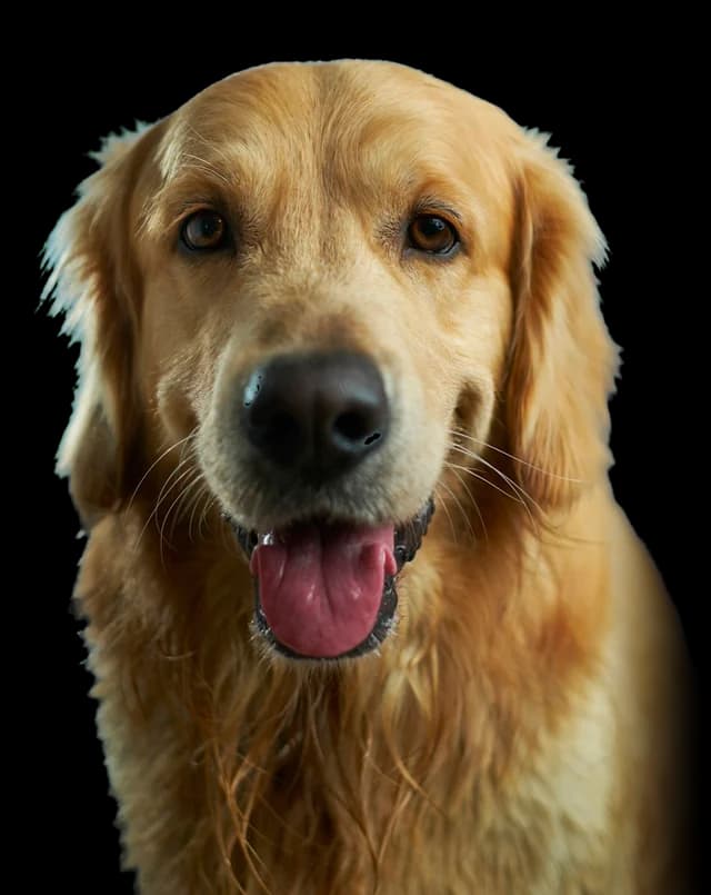 A golden retriever smiling with its tongue out