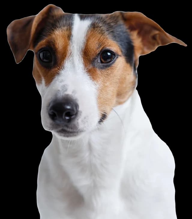 A Jack Russell terrier puppy with tan ears looking at the camera