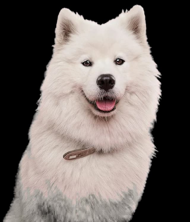A fluffy white Samoyed smiling at the camera