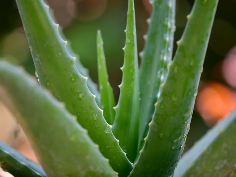 Close-up of green aloe vera leaves with water droplets