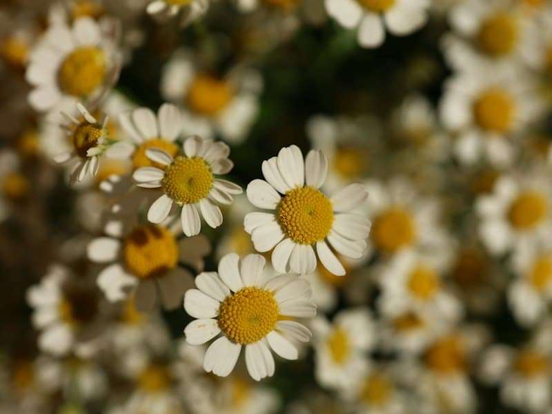 Small white chamomile flowers with yellow centers