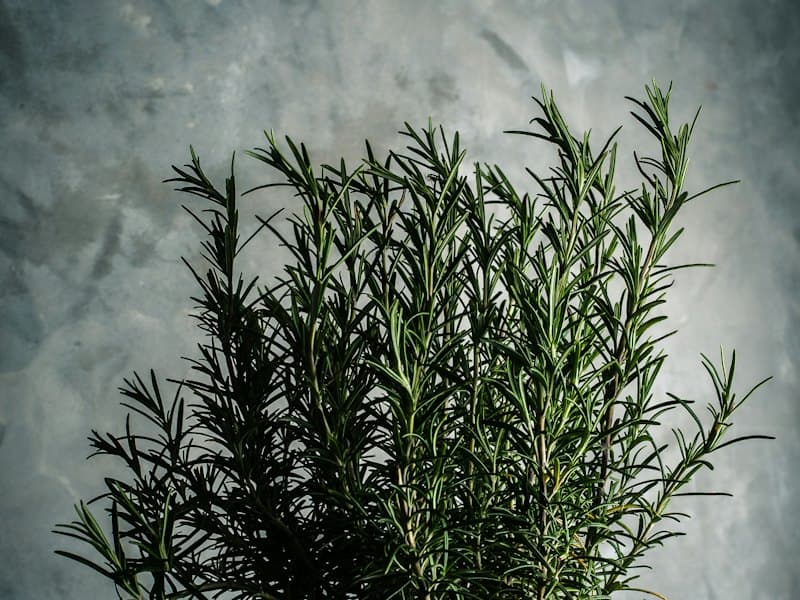 Upright sprigs of a green rosemary plant