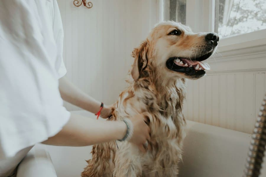 A happy golden retriever with a freshly washed coat, gently cared for at bath time