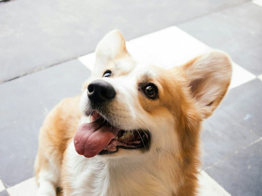 A happy corgi smiling with its tongue out