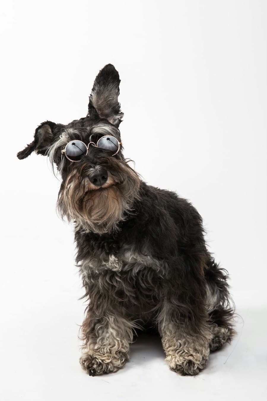 A shaggy grey schnauzer wearing round sunglasses and tilting its head