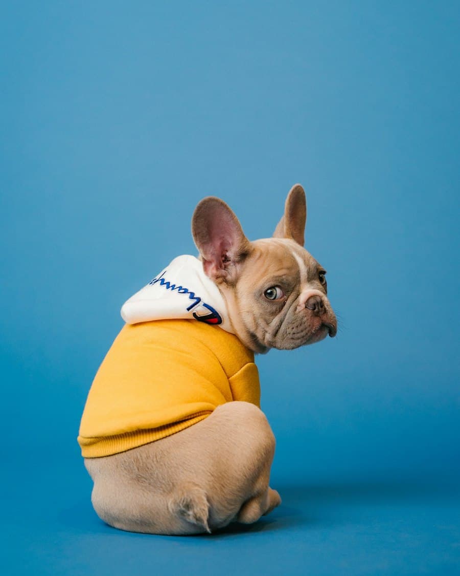 A small French bulldog puppy in a cosy hoodie looking back over its shoulder