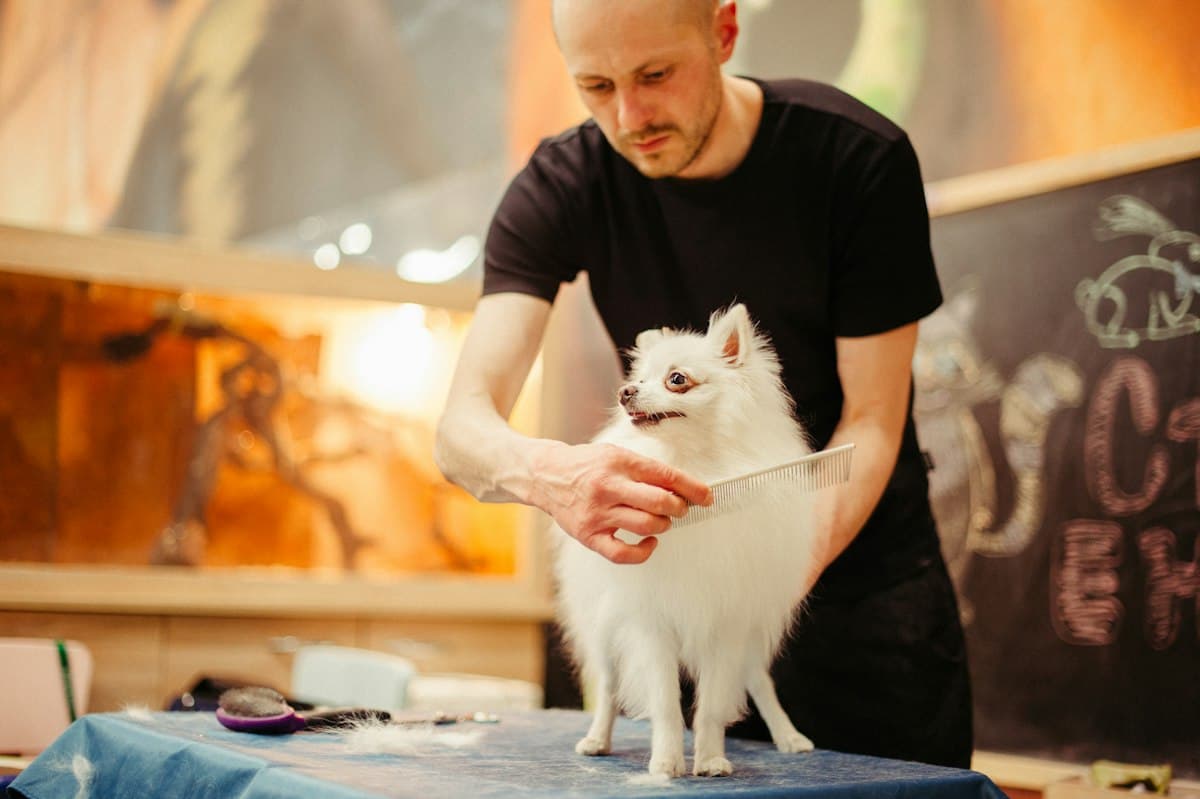 A man gently brushing the coat of a small white fluffy dog on a grooming table