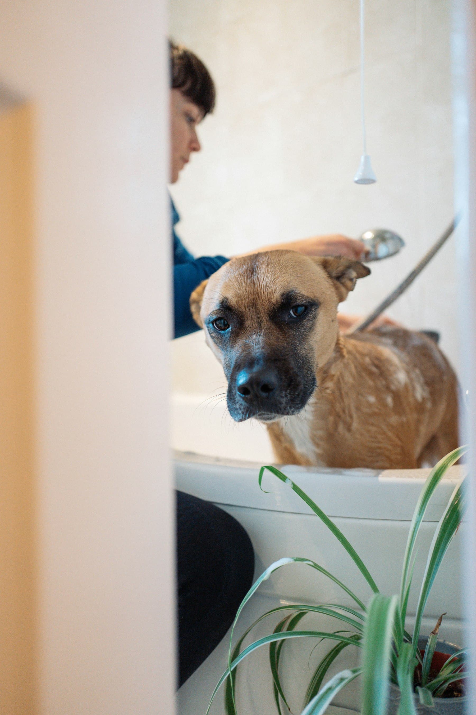 A pet parent gently rinsing a tan dog in the bathtub at home