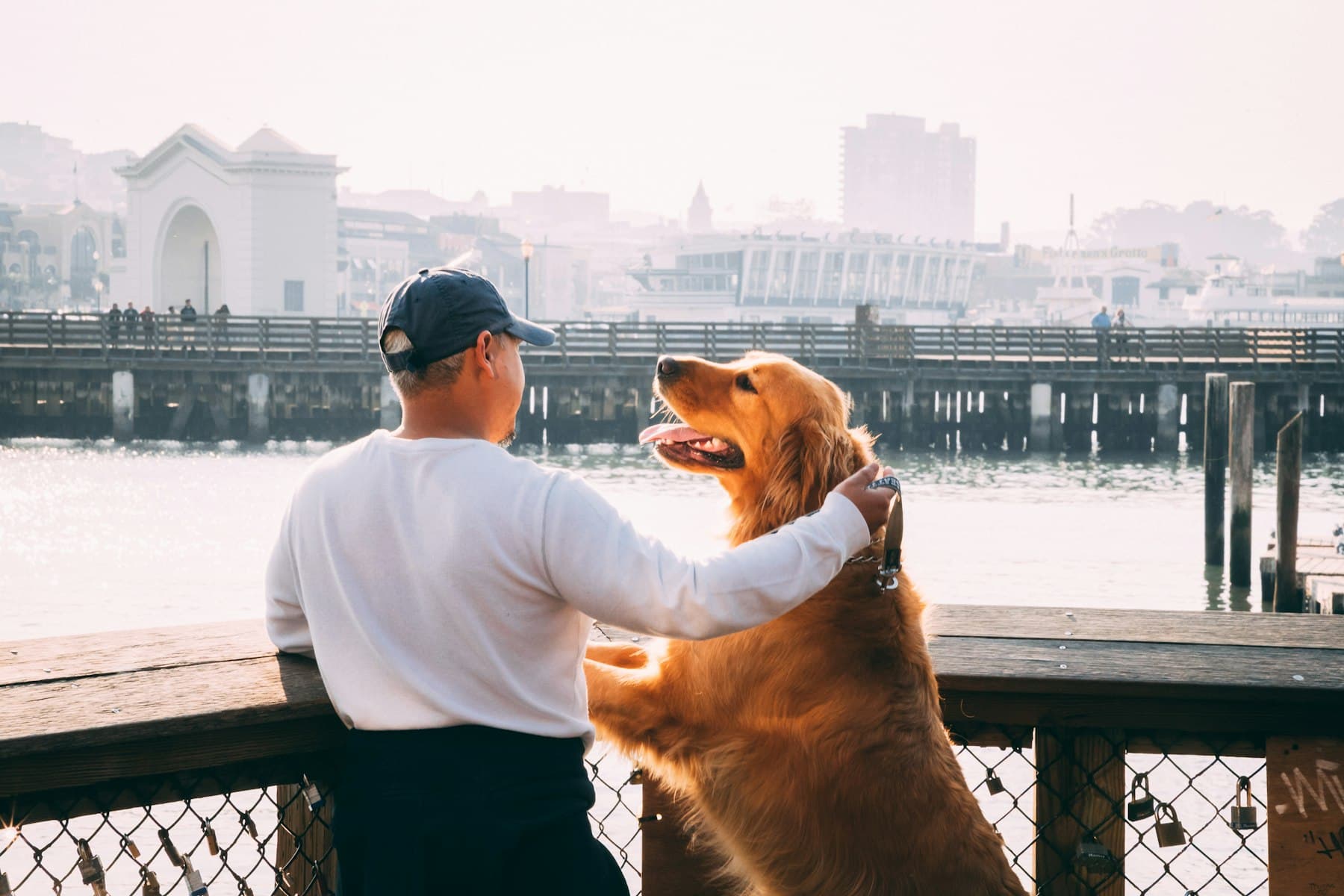 A happy golden retriever standing up on a waterfront railing beside its owner, who pats its back