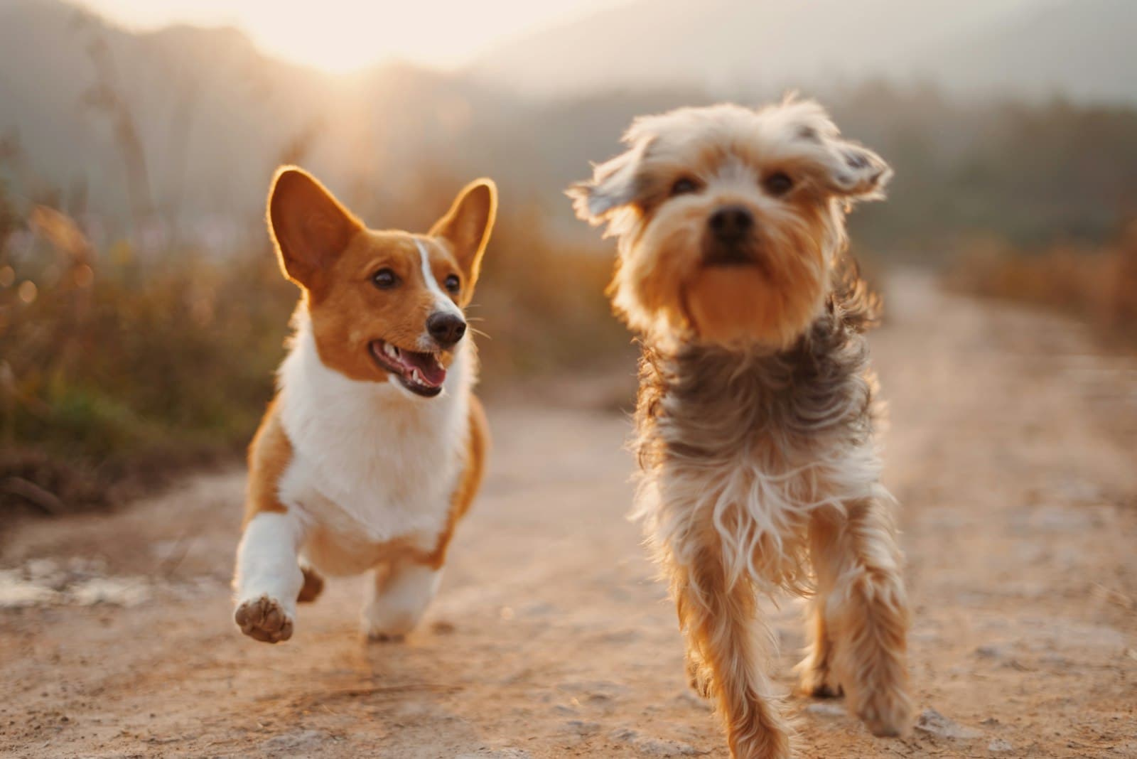 A happy corgi and a shaggy terrier running side by side down a dirt path in warm sunset light